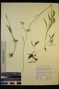 Perideridia parishii subsp. latifolia image